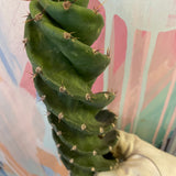 Spiral Cactus