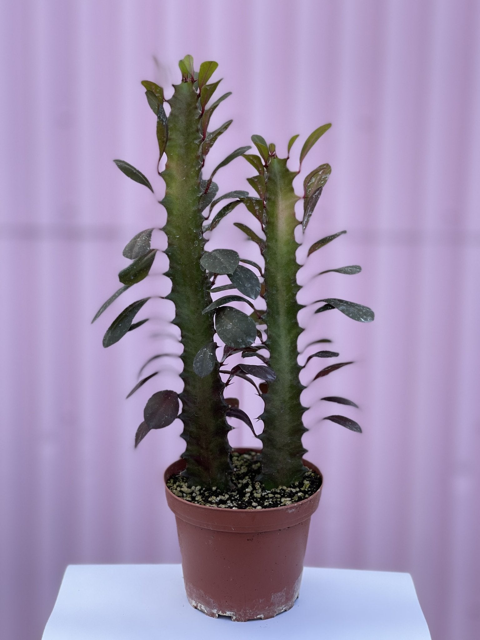 African Milk Tree - cactus - root-africanmilkcactus-4 - Varnish + Vine - 1
