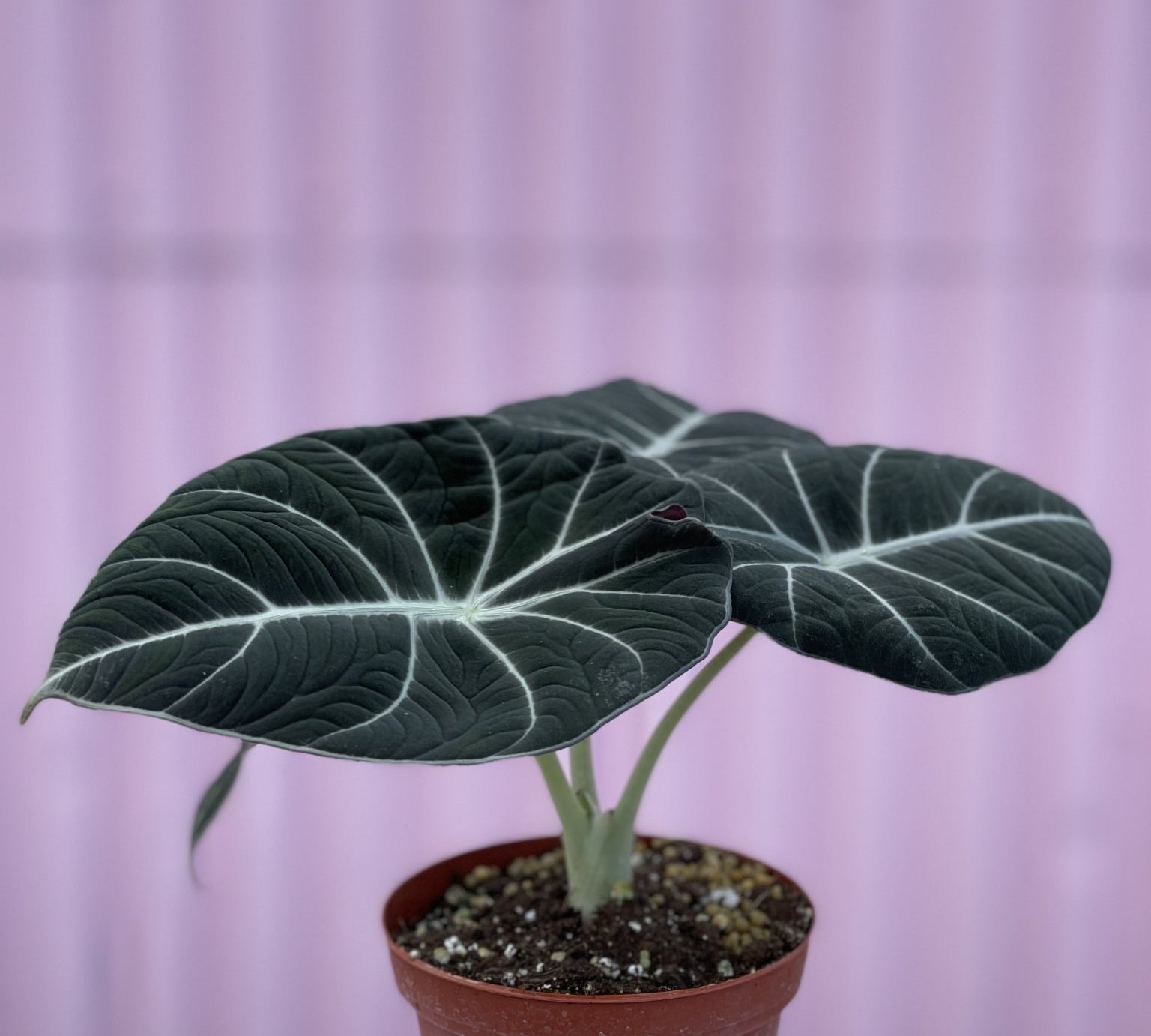 Alocasia Black Velvet - tropical - root-blackvelvet-4 - Varnish + Vine - 1