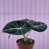 Alocasia Black Velvet - tropical - root-blackvelvet-4 - Varnish + Vine - 1
