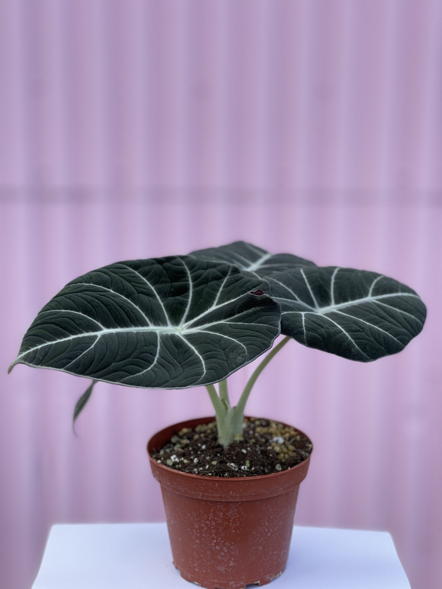 Alocasia Black Velvet - tropical - root-blackvelvet-4 - Varnish + Vine - 1