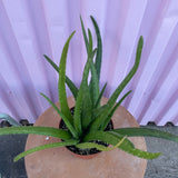 Aloe Vera - cactus - Root-Aloe-4 - Varnish + Vine - 3
