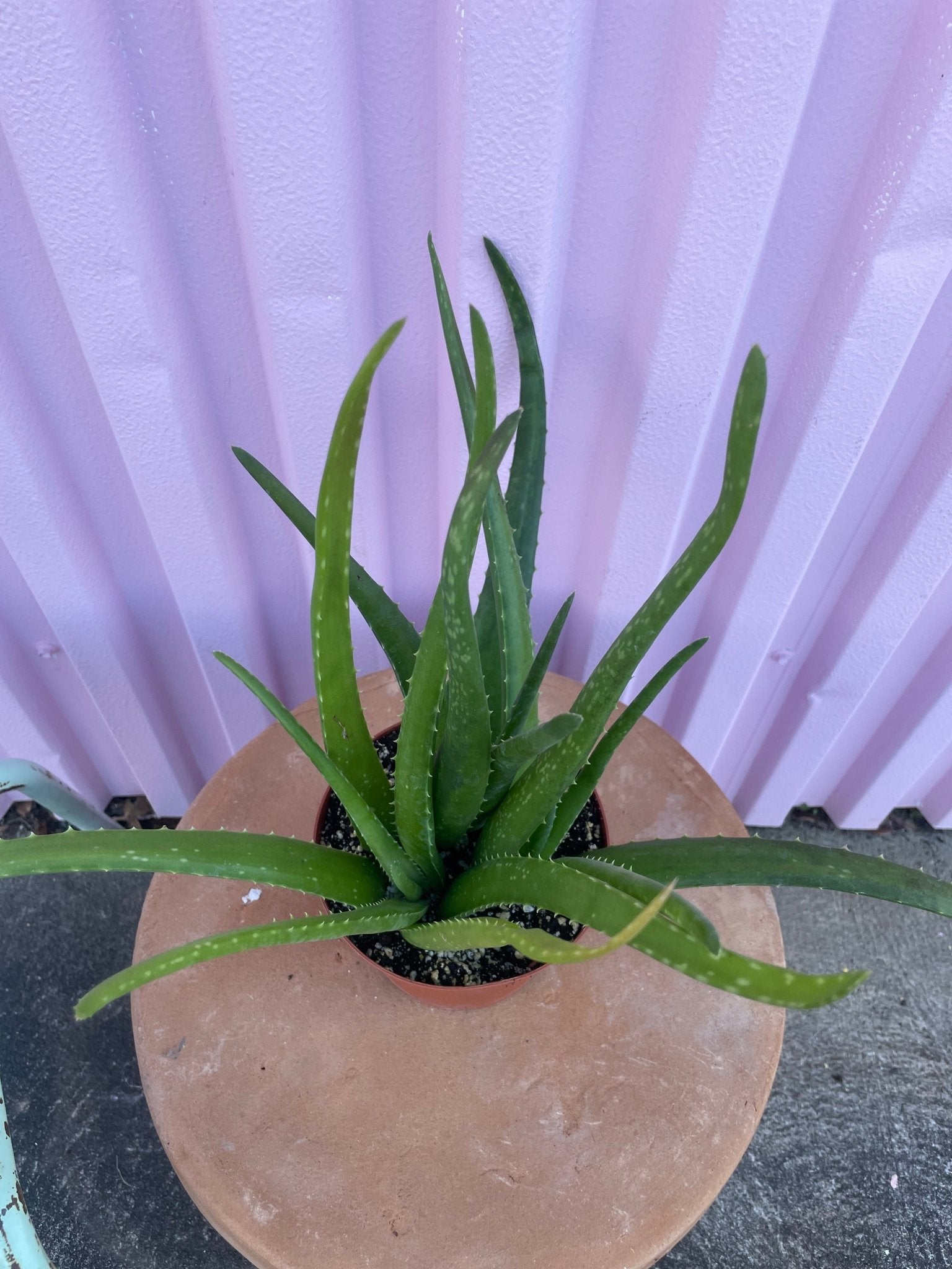 Aloe Vera - cactus - Root-Aloe-4 - Varnish + Vine - 3