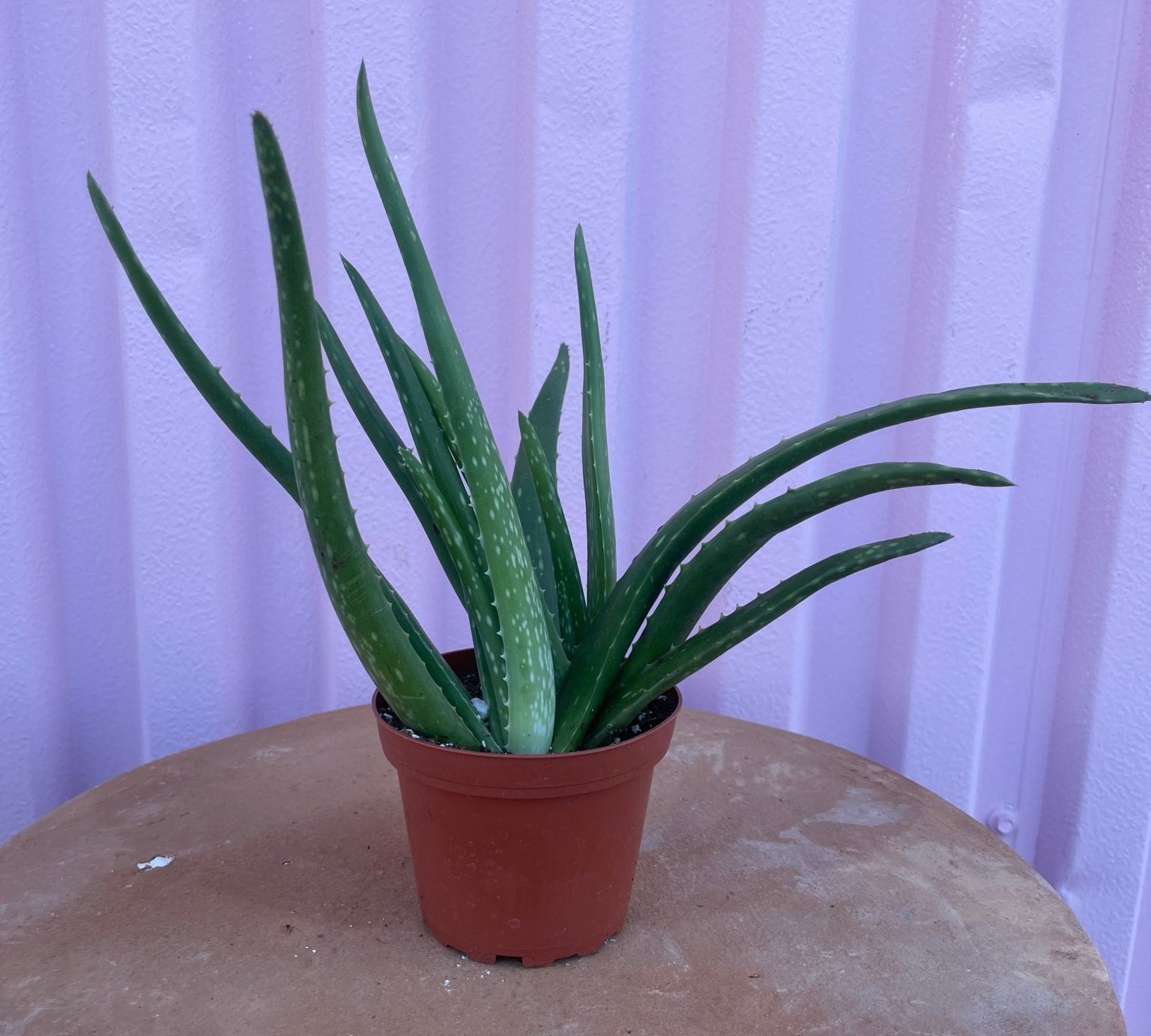 Aloe Vera - cactus - Root-Aloe-4 - Varnish + Vine - 2