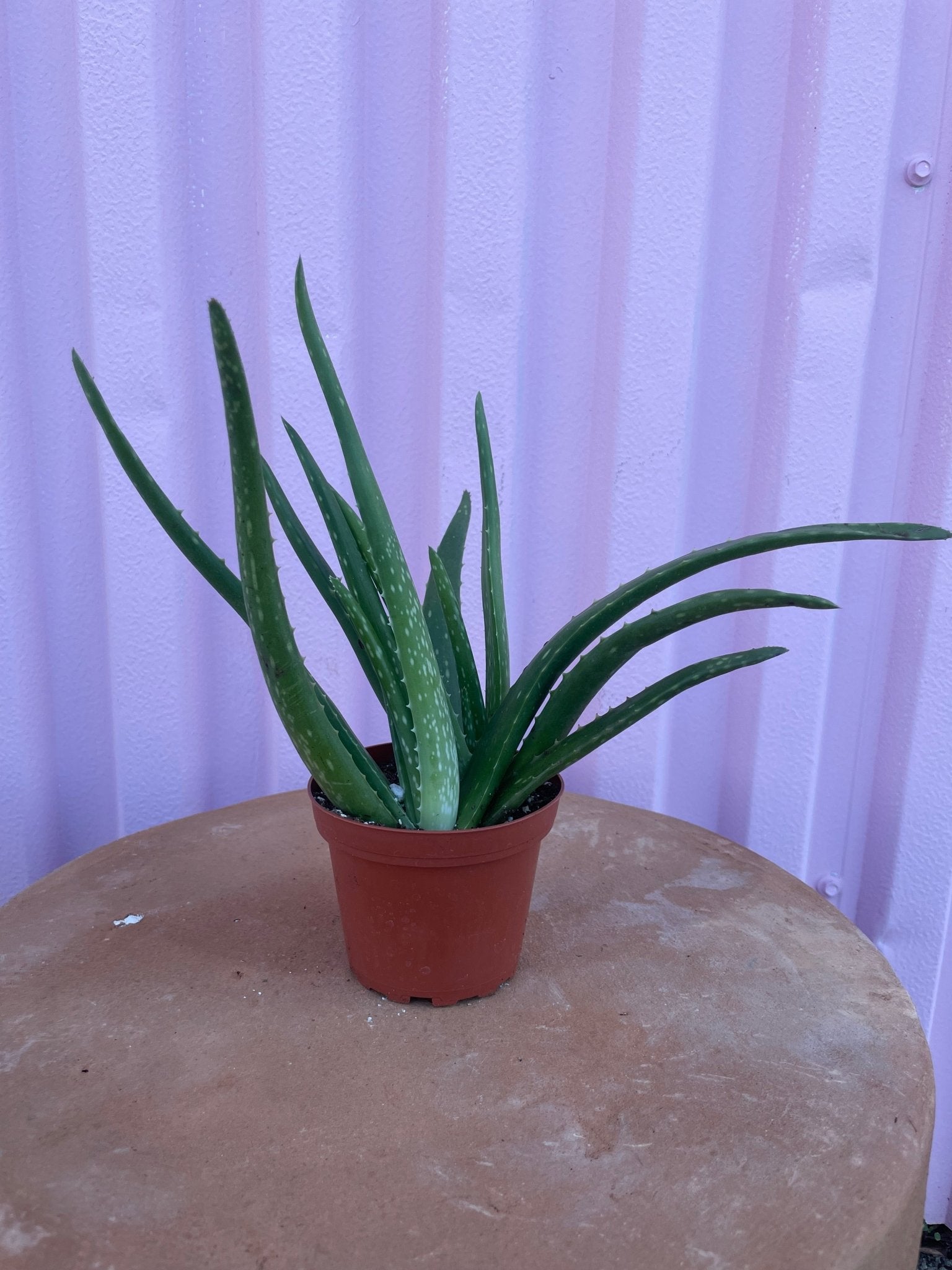 Aloe Vera - cactus - Root-Aloe-4 - Varnish + Vine - 2