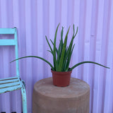 Aloe Vera - cactus - Root-Aloe-4 - Varnish + Vine - 4