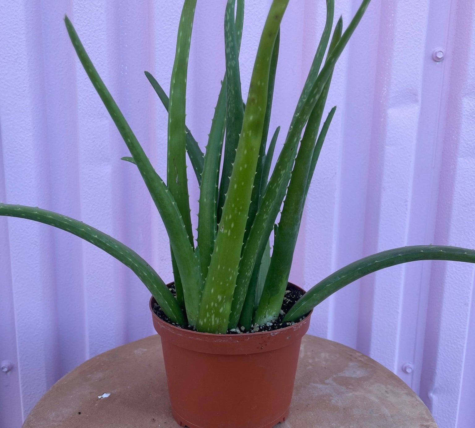 Aloe Vera - cactus - Root-Aloe-6 - Varnish + Vine - 1