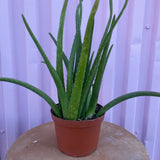 Aloe Vera - cactus - Root-Aloe-6 - Varnish + Vine - 1