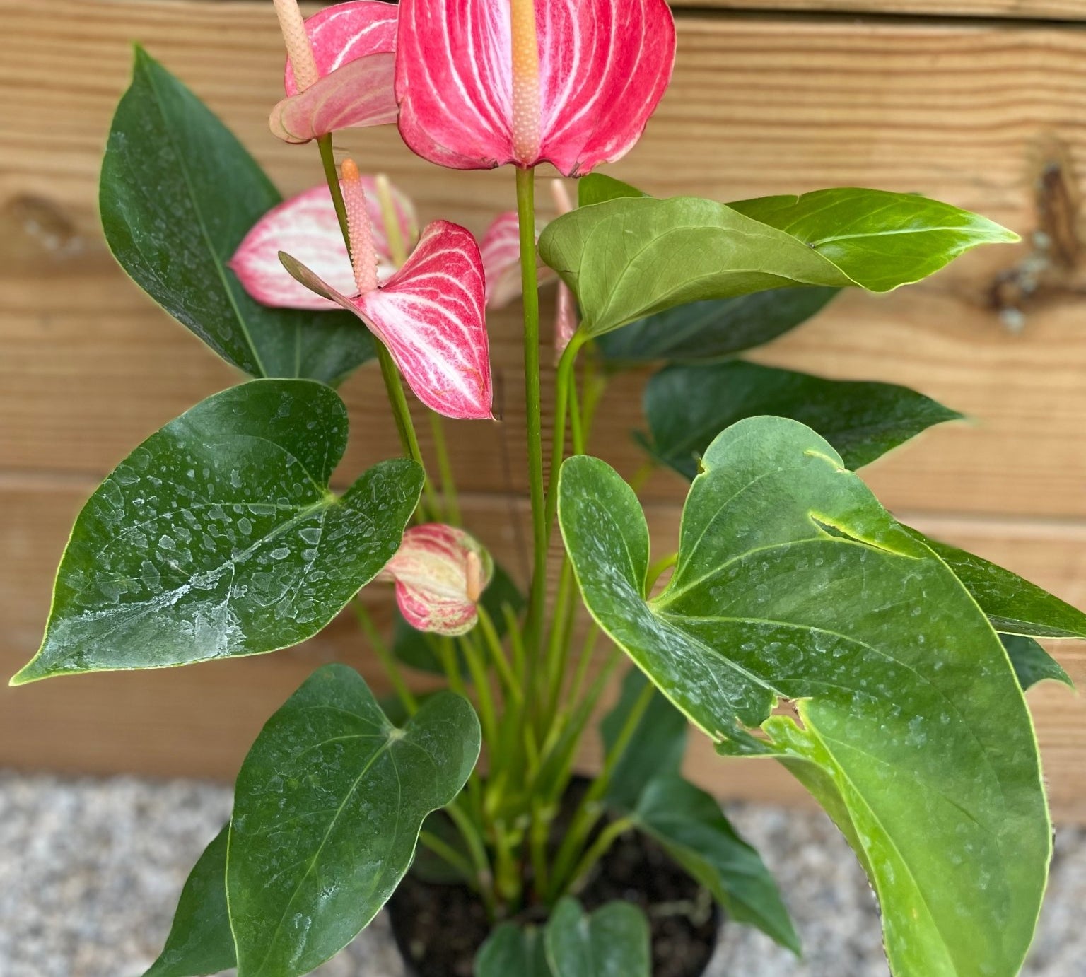 Anthurium Pink Flamingo - tropical - Ant-Pink-4 - Varnish + Vine - 2