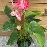 Anthurium Pink Flamingo - tropical - Ant-Pink-4 - Varnish + Vine - 2
