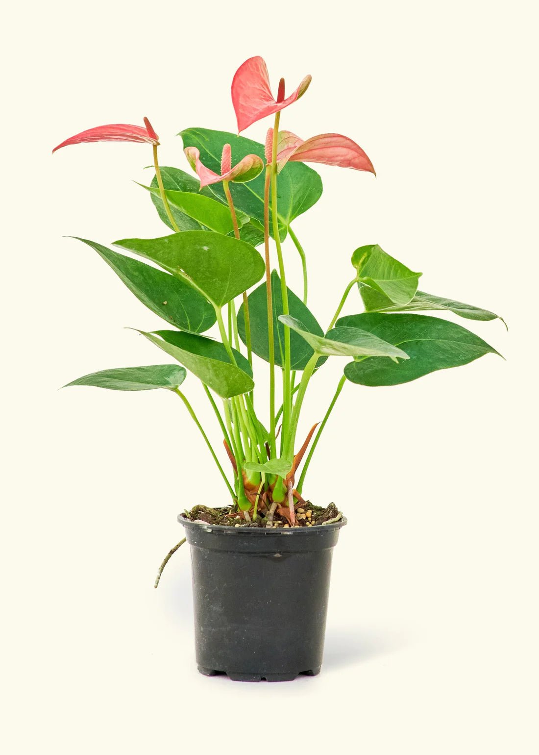 Anthurium Pink Flamingo - tropical - Ant-Pink-4 - Varnish + Vine - 4