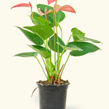 Anthurium Pink Flamingo - tropical - Ant-Pink-4 - Varnish + Vine - 4