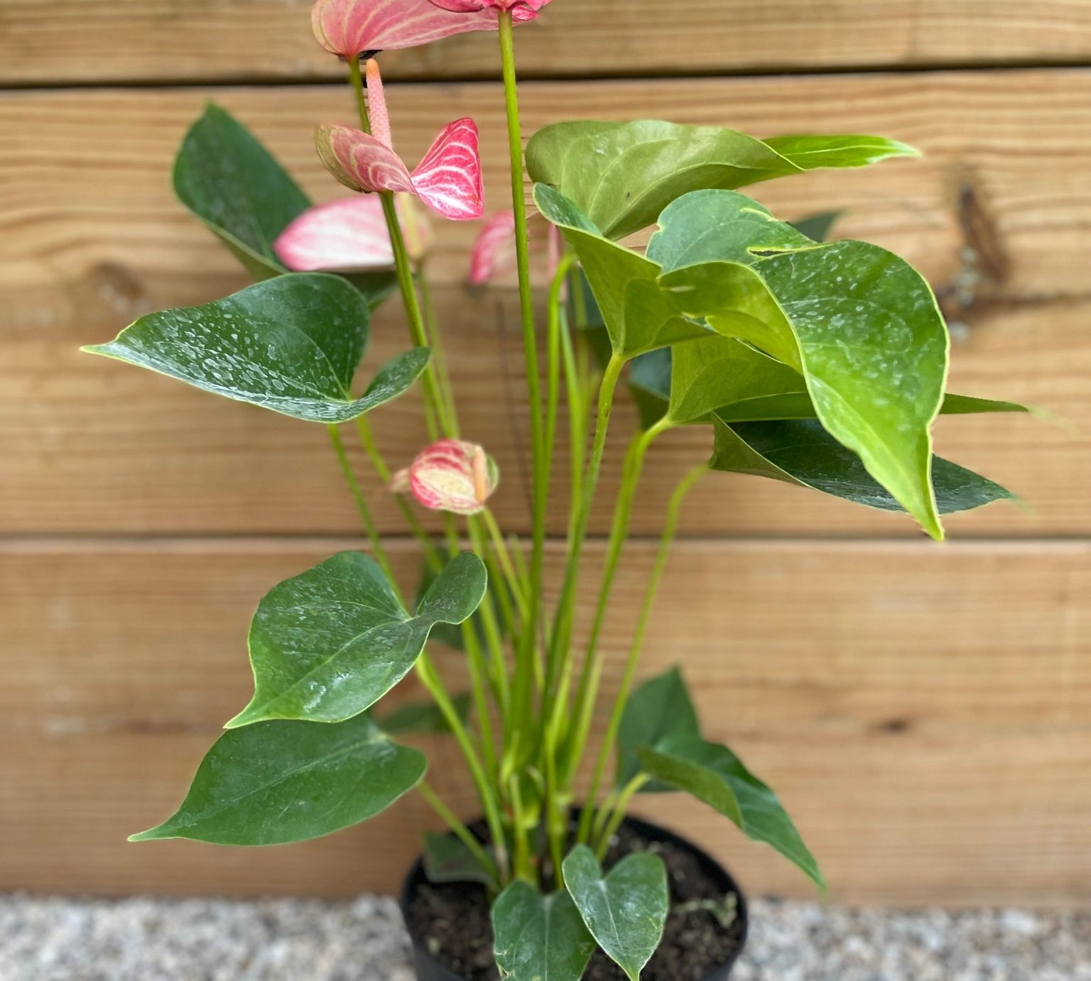 Anthurium Pink Flamingo - tropical - Ant-Pink-4 - Varnish + Vine - 1
