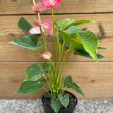 Anthurium Pink Flamingo - tropical - Ant-Pink-4 - Varnish + Vine - 1