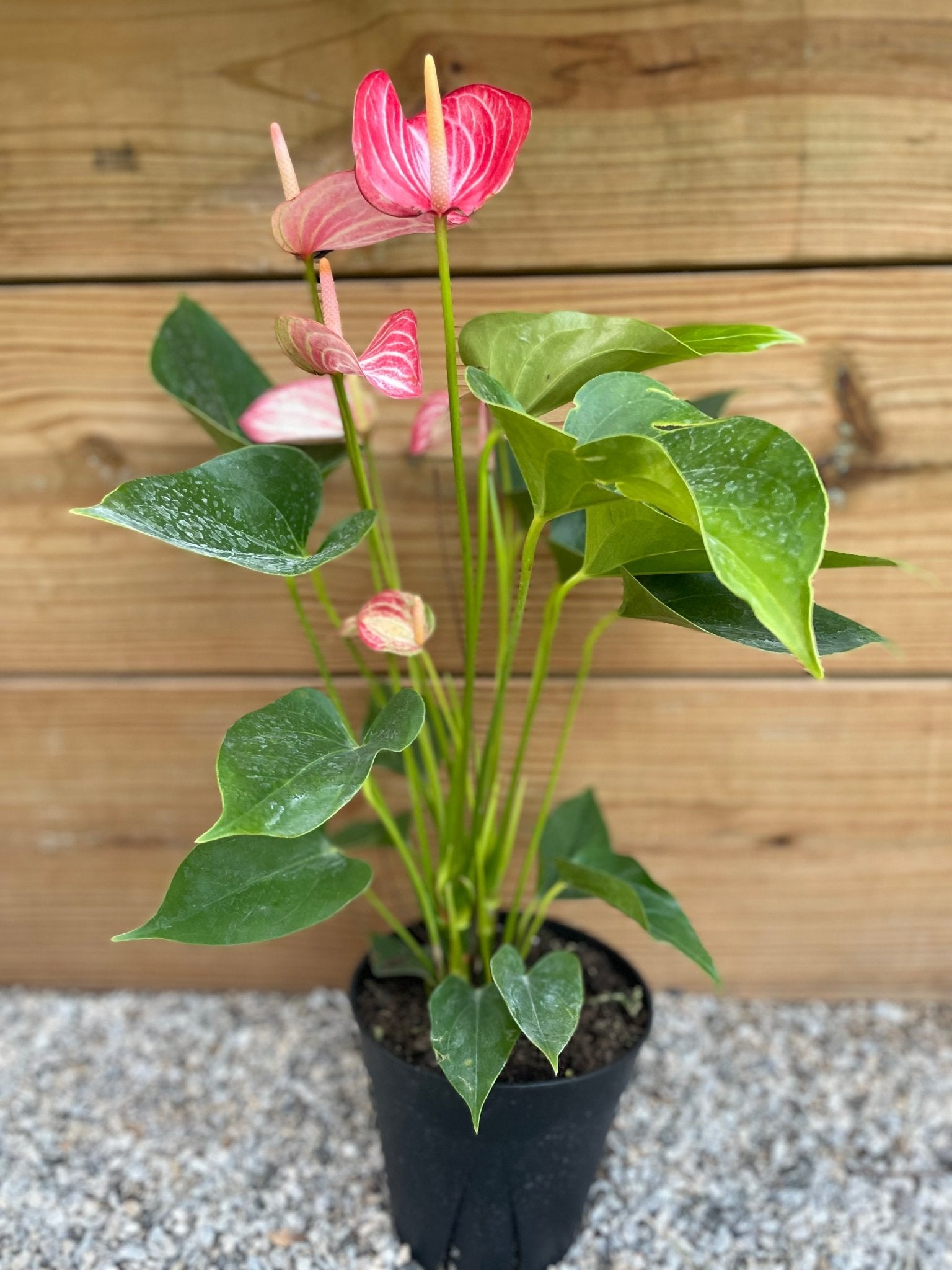 Anthurium Pink Flamingo - tropical - Ant-Pink-4 - Varnish + Vine - 1