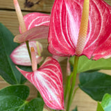 Anthurium Pink Flamingo - tropical - Ant-Pink-4 - Varnish + Vine - 3