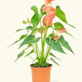 Anthurium Pink Flamingo - tropical - Ant-Pink-6 - Varnish + Vine - 5