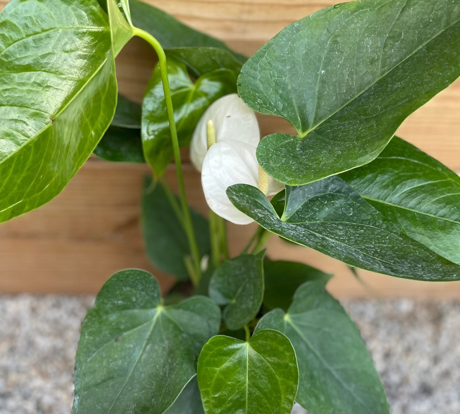 Anthurium White Painted Tongue - tropical - Ant-White-4 - Varnish + Vine - 2