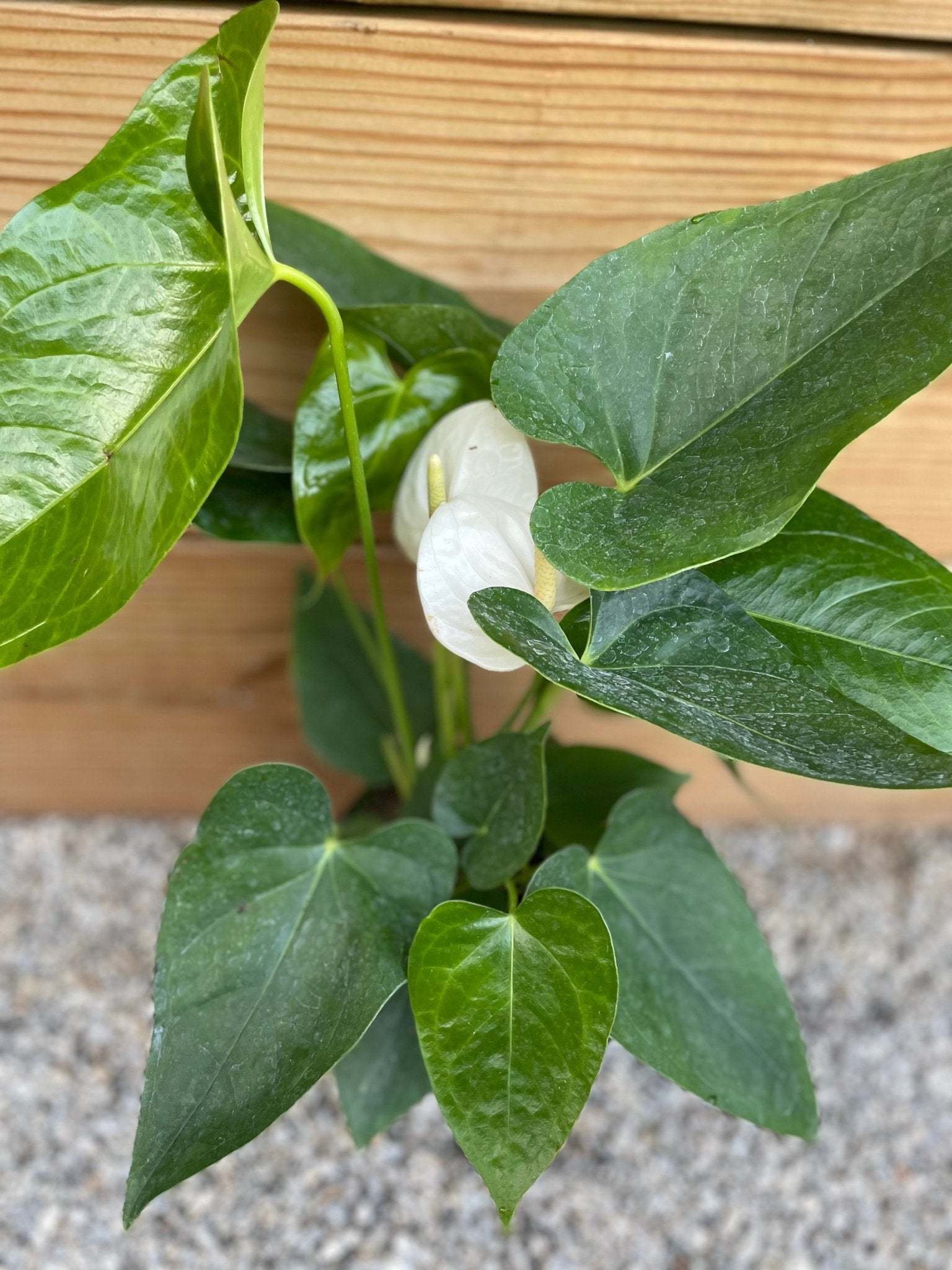 Anthurium White Painted Tongue - tropical - Ant-White-4 - Varnish + Vine - 2