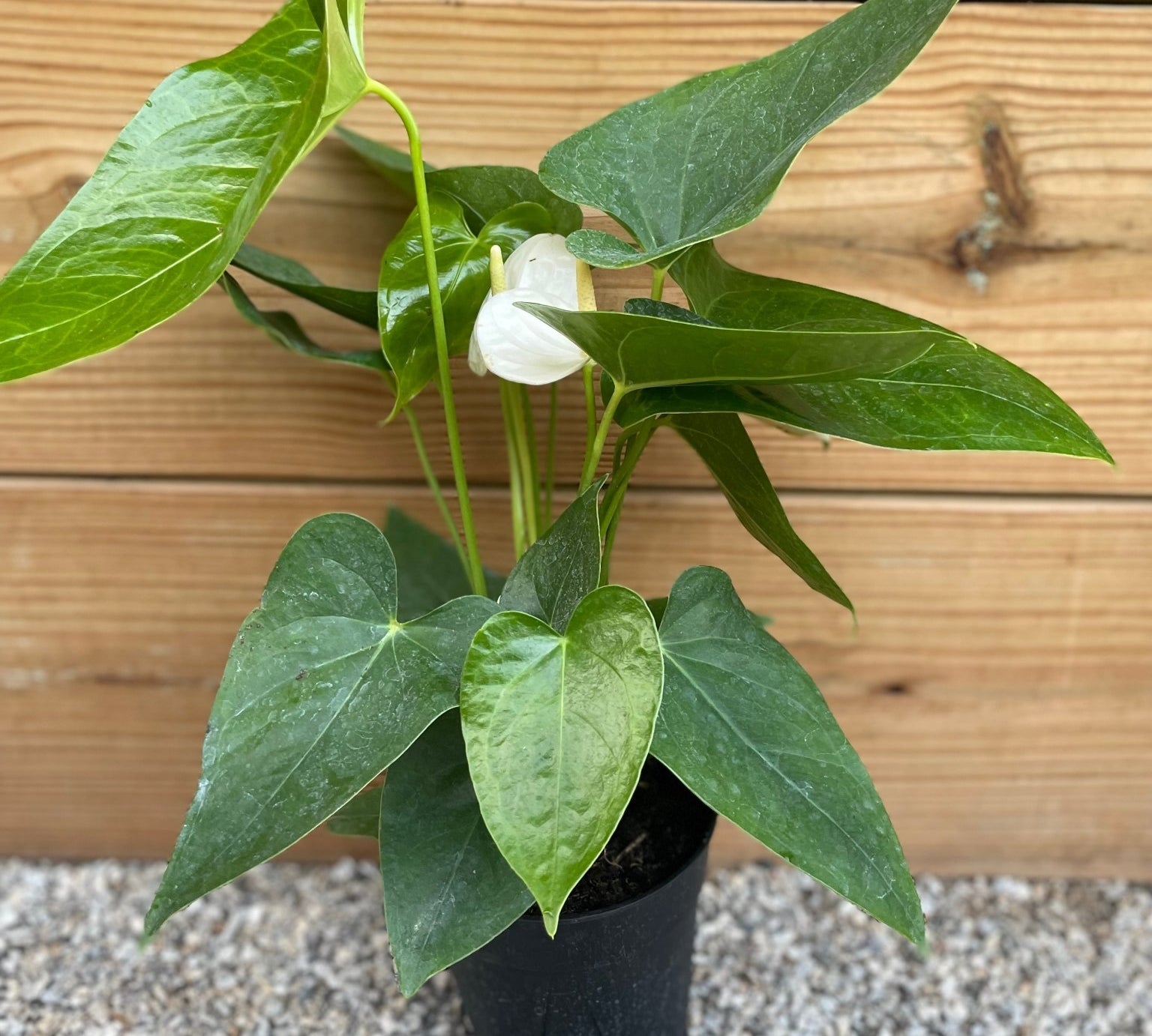 Anthurium White Painted Tongue - tropical - Ant-White-4 - Varnish + Vine - 1
