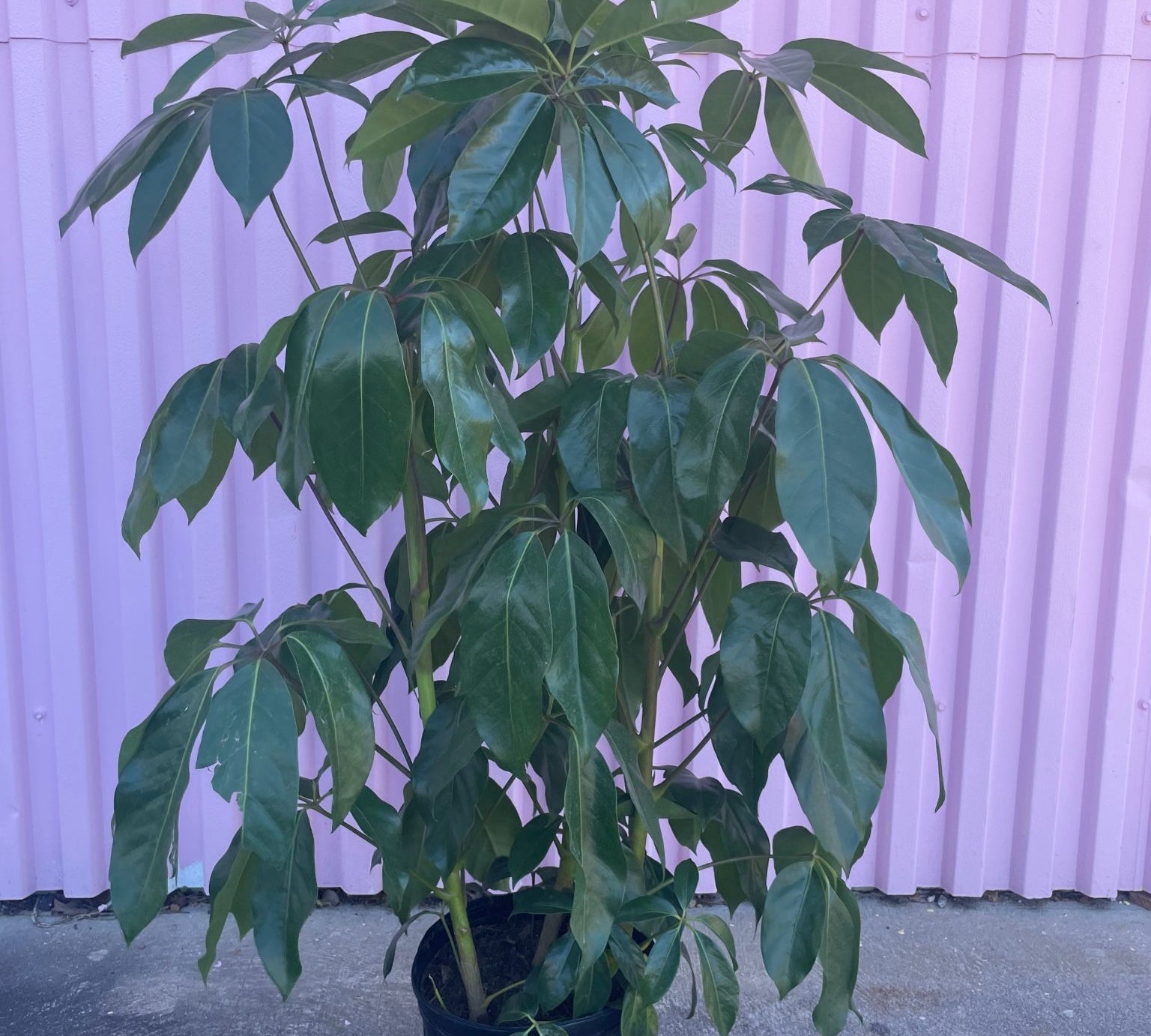Australian Umbrella Tree - tree - Root-UmbrellaTree-10 - Varnish + Vine - 1