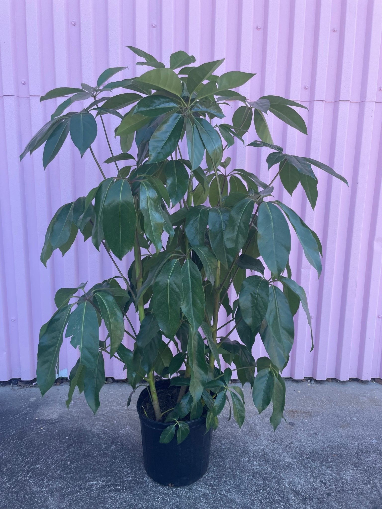 Australian Umbrella Tree - tree - Root-UmbrellaTree-10 - Varnish + Vine - 1