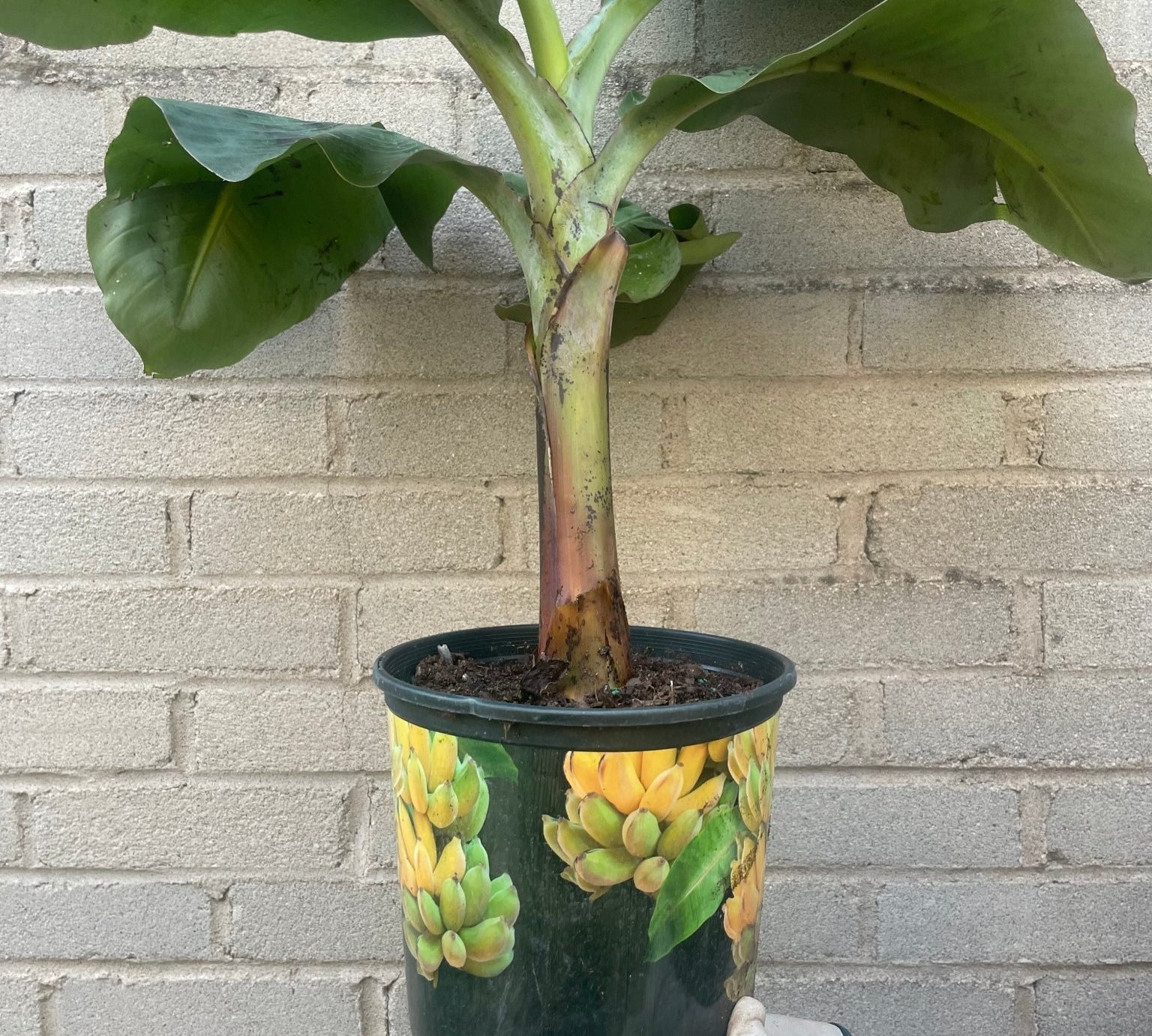 Banana Tree - Fruit Tree - Edible-Banana - Varnish + Vine - 1