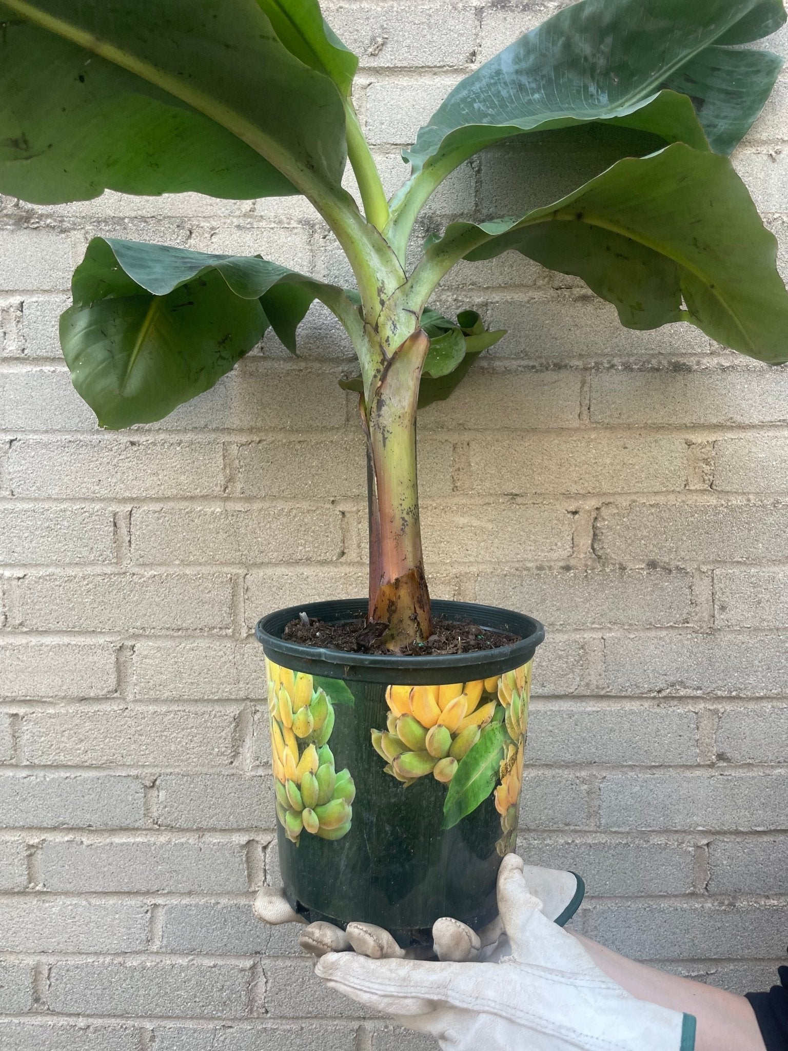 Banana Tree - Fruit Tree - Edible-Banana - Varnish + Vine - 1