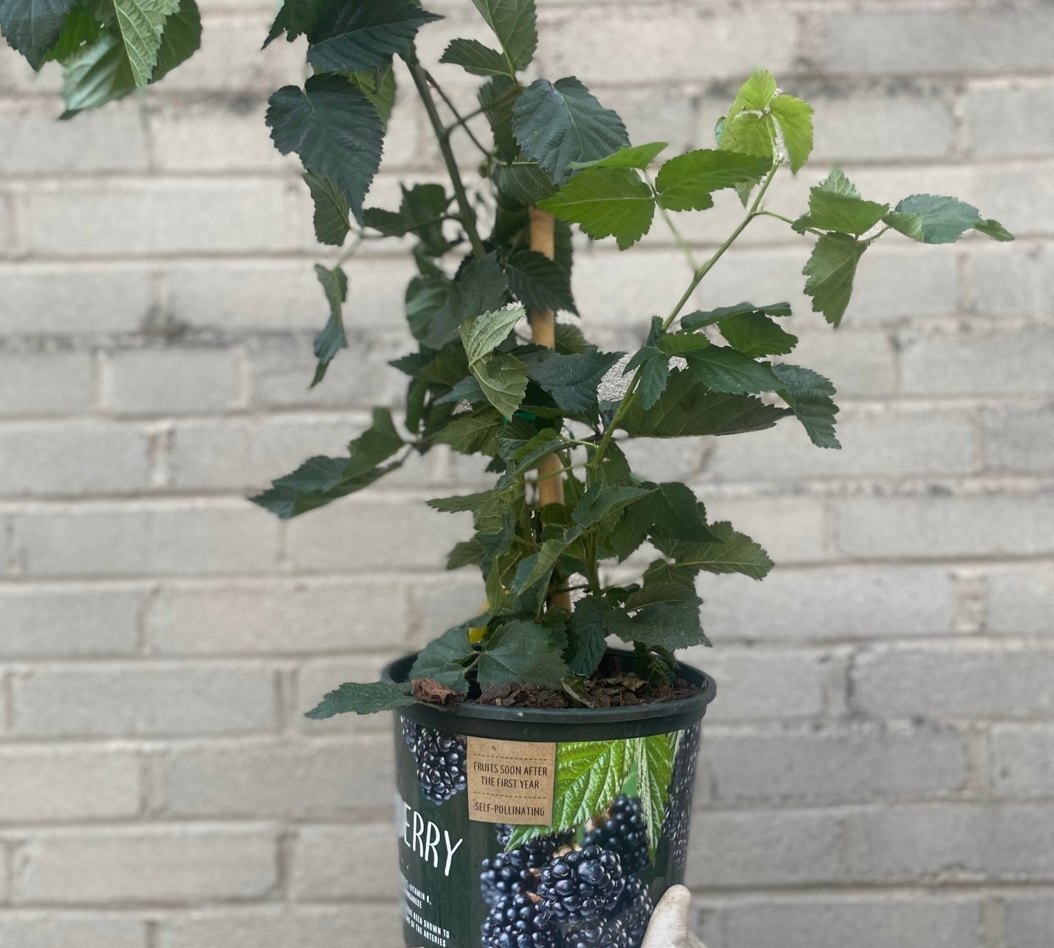 Blackberry Bush - Fruit Tree - Edible-Blackberry - Varnish + Vine - 1