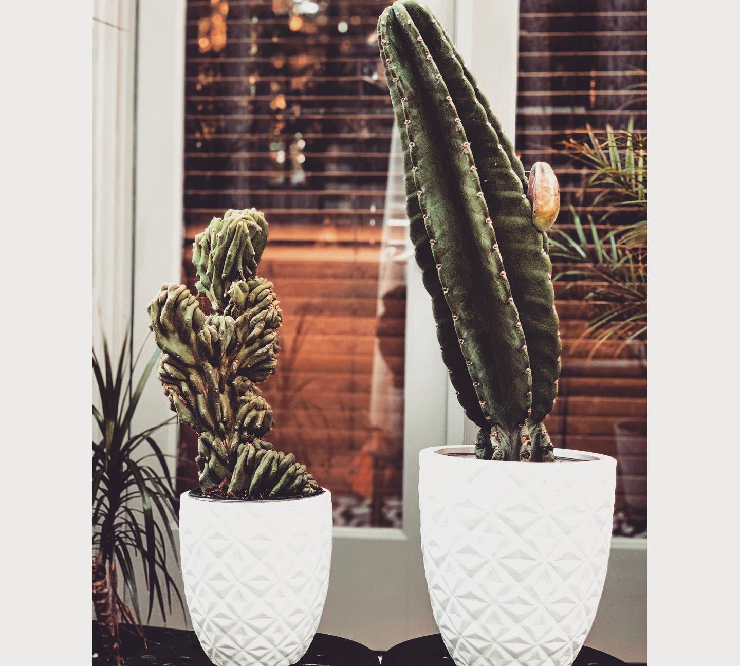 Cactus Cutting and Ceramic Pot (5 Inch) - 5InCactus-1 - Varnish + Vine - 1