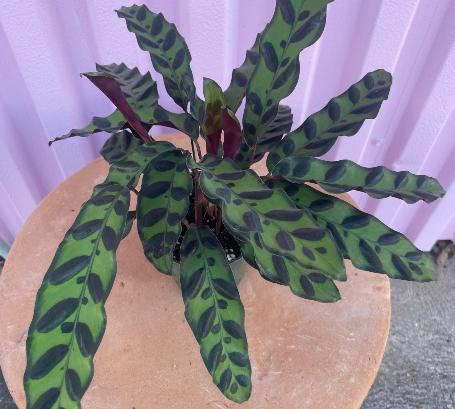 Calathea Rattlesnake - tropical - Root-Rattle-4 - Varnish + Vine - 2
