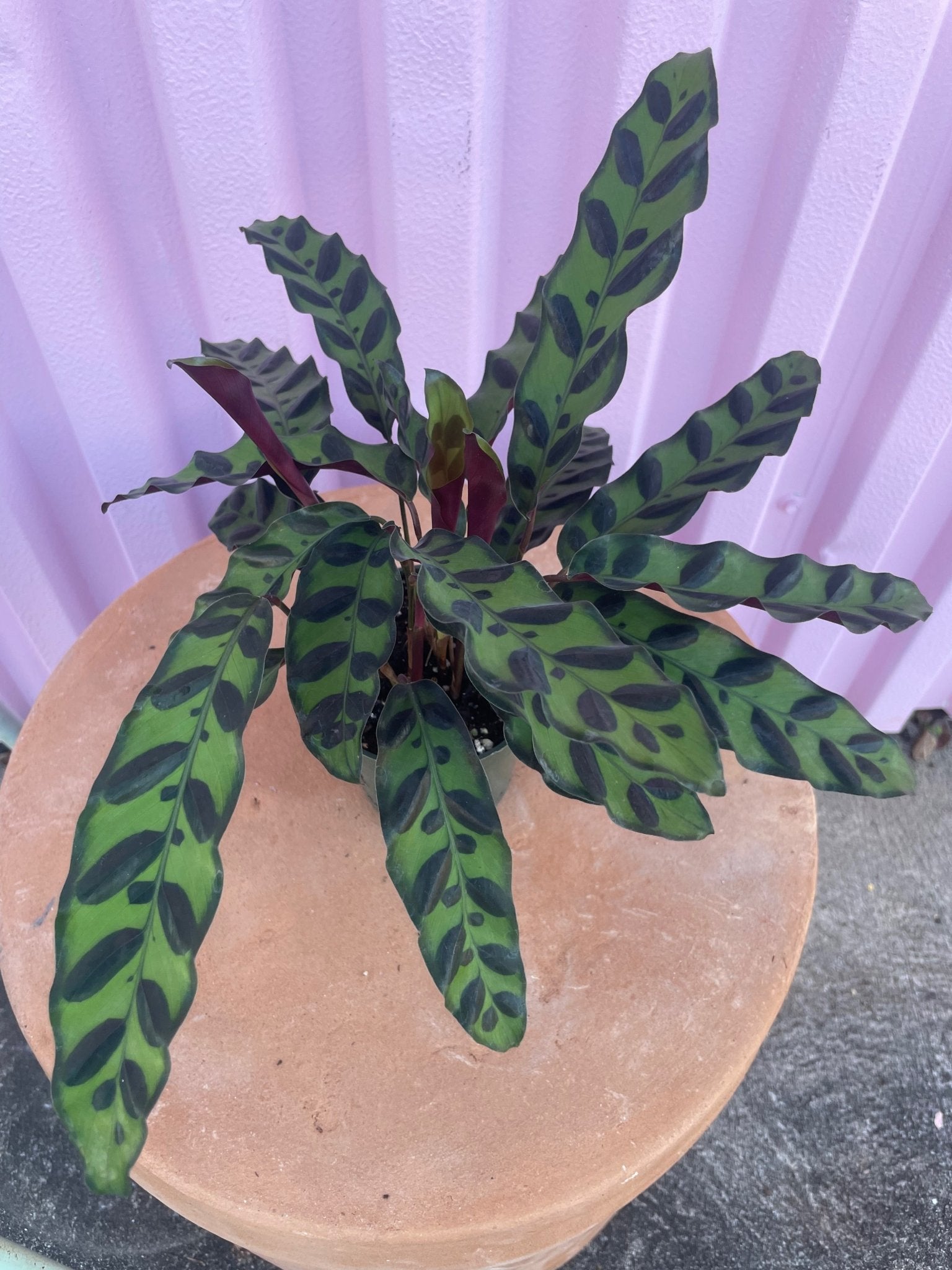 Calathea Rattlesnake - tropical - Root-Rattle-4 - Varnish + Vine - 2