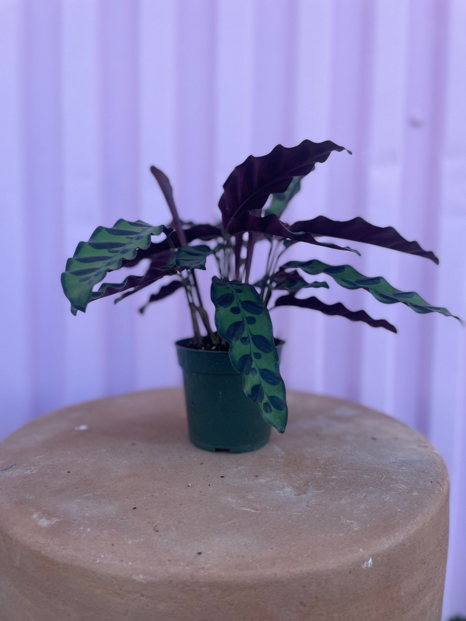Calathea Rattlesnake tropical Varnish + Vine