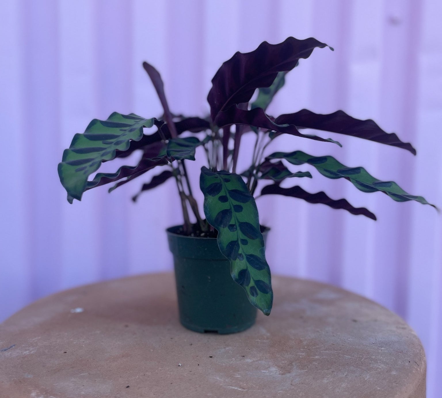 Calathea Rattlesnake - tropical - Root-Rattle-4 - Varnish + Vine - 1