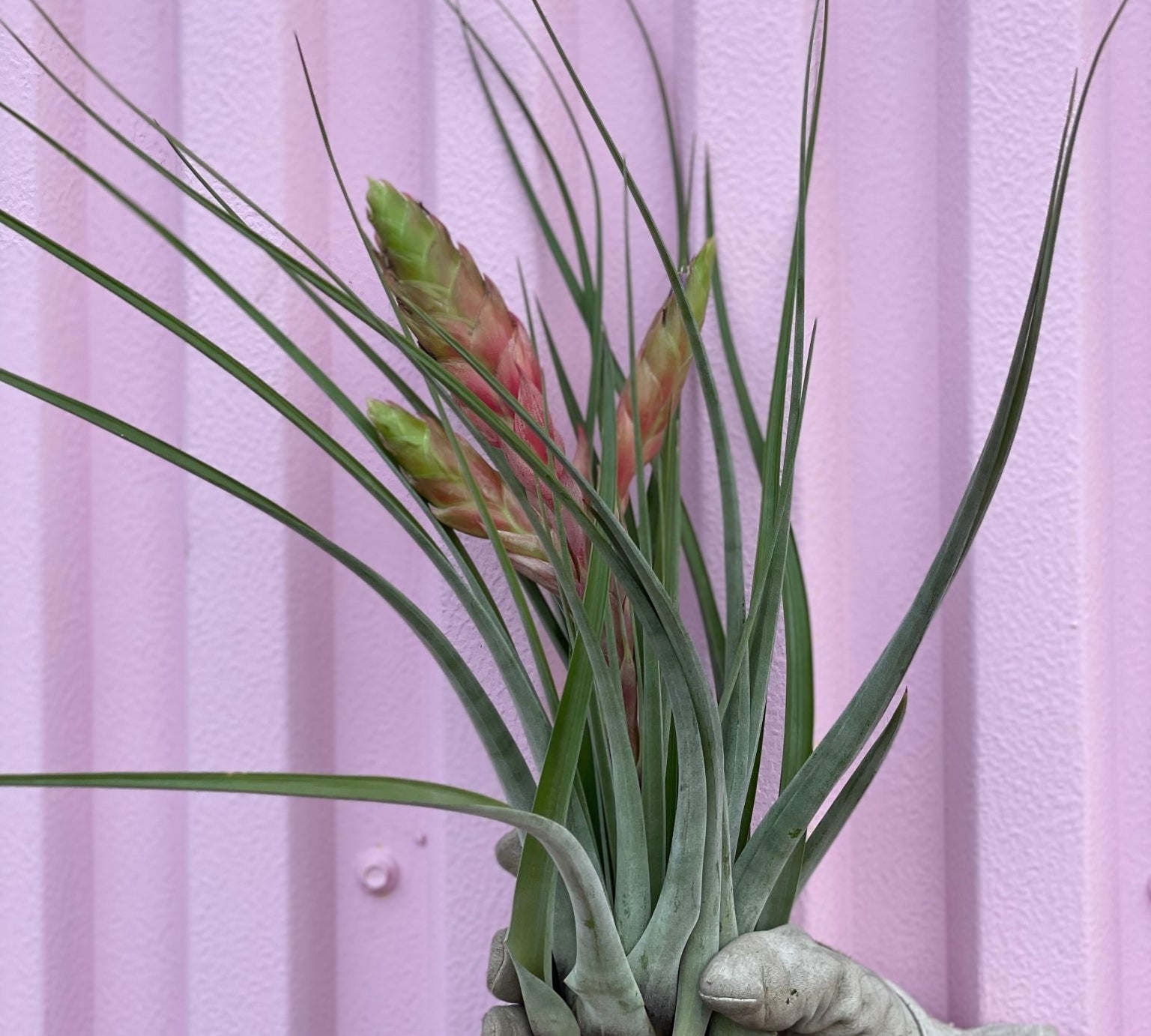 Cardinal Air Plant - air plant - root-cardinal-med - Varnish + Vine - 1
