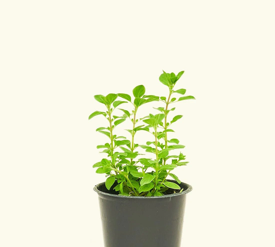Chef's Kit - Herb - Herb-Thyme-4 - Varnish + Vine - 2