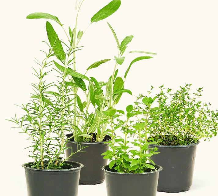 Chef's Kit - Herb - Herb-Thyme-4 - Varnish + Vine - 1