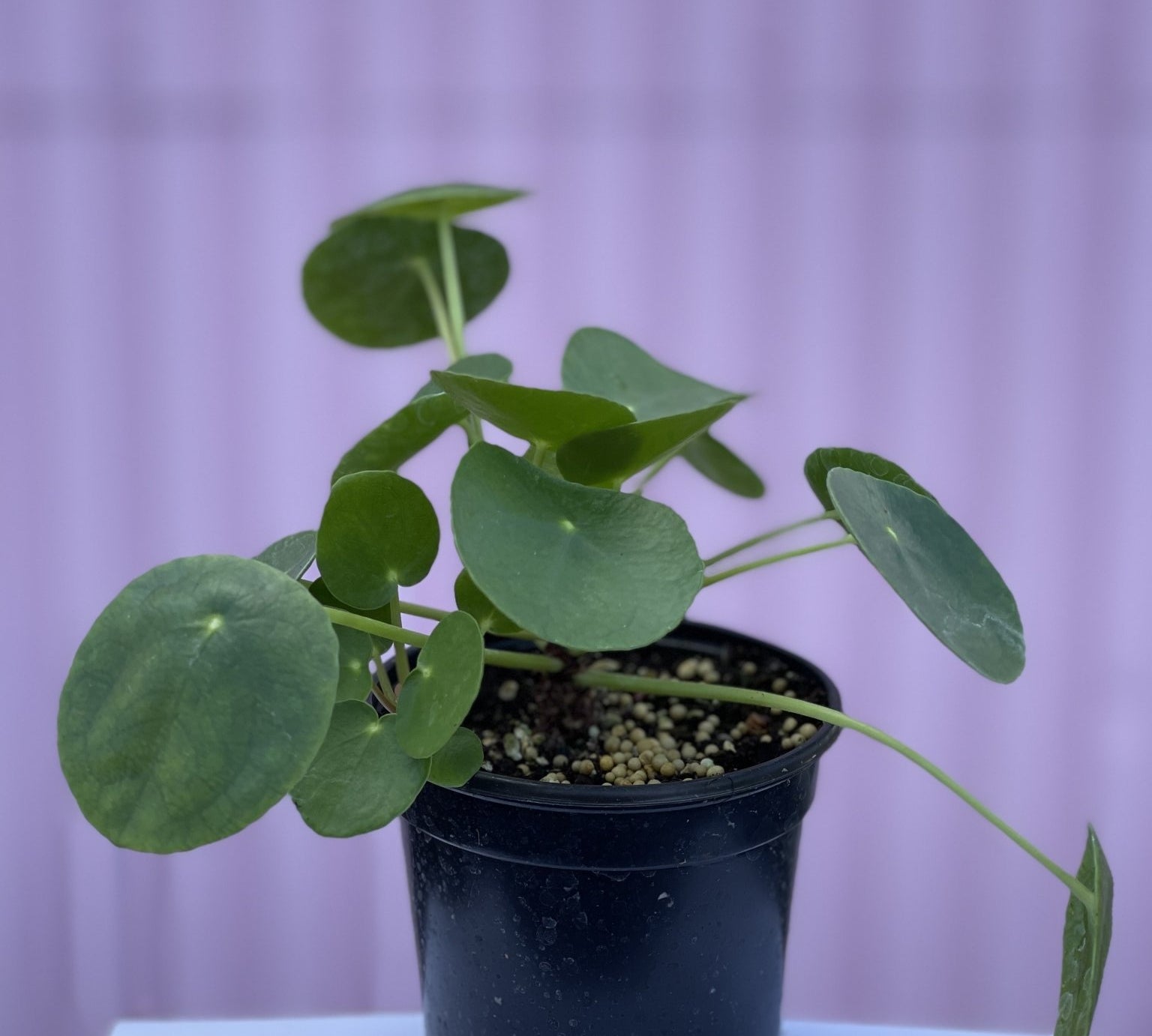 Chinese Money Plant - tropical - Root-Money-4 - Varnish + Vine - 1