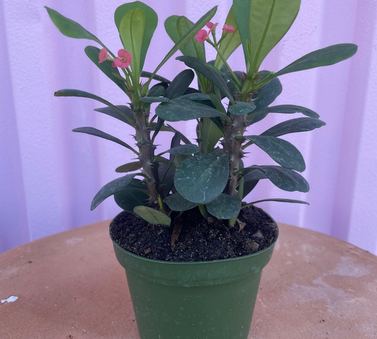 Crown of Thorns - tropical - Root-Crown-4 - Varnish + Vine - 1