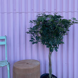 Dwarf Umbrella Tree - tree - Root-Dwarf-10 - Varnish + Vine - 3