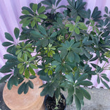 Dwarf Umbrella Tree - tree - Root-Dwarf-10 - Varnish + Vine - 2