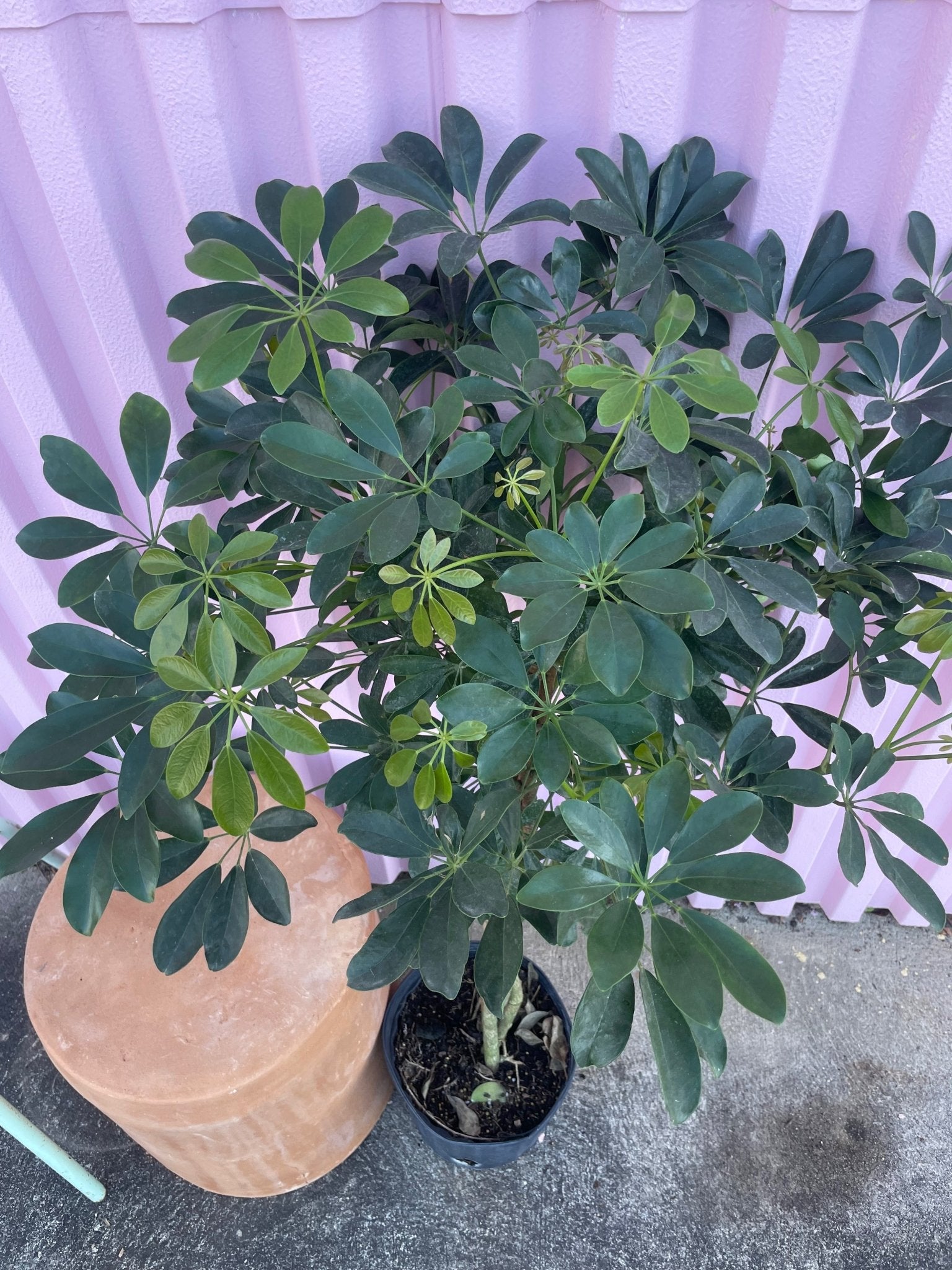 Dwarf Umbrella Tree - tree - Root-Dwarf-10 - Varnish + Vine - 2
