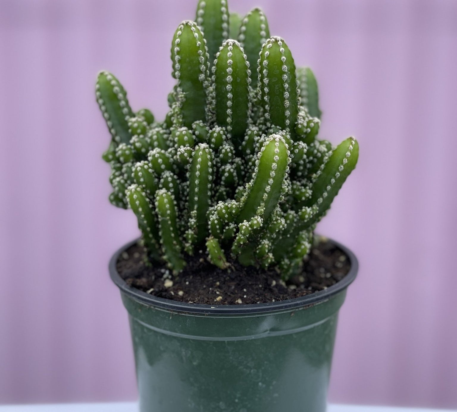 Fairy Castle Cactus - cactus - Root-Fairy-4 - Varnish + Vine - 1