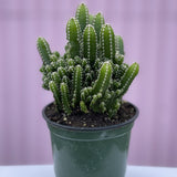 Fairy Castle Cactus - cactus - Root-Fairy-4 - Varnish + Vine - 1