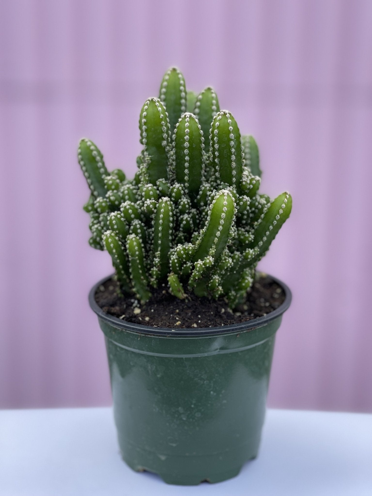 Fairy Castle Cactus - cactus - Root-Fairy-4 - Varnish + Vine - 1