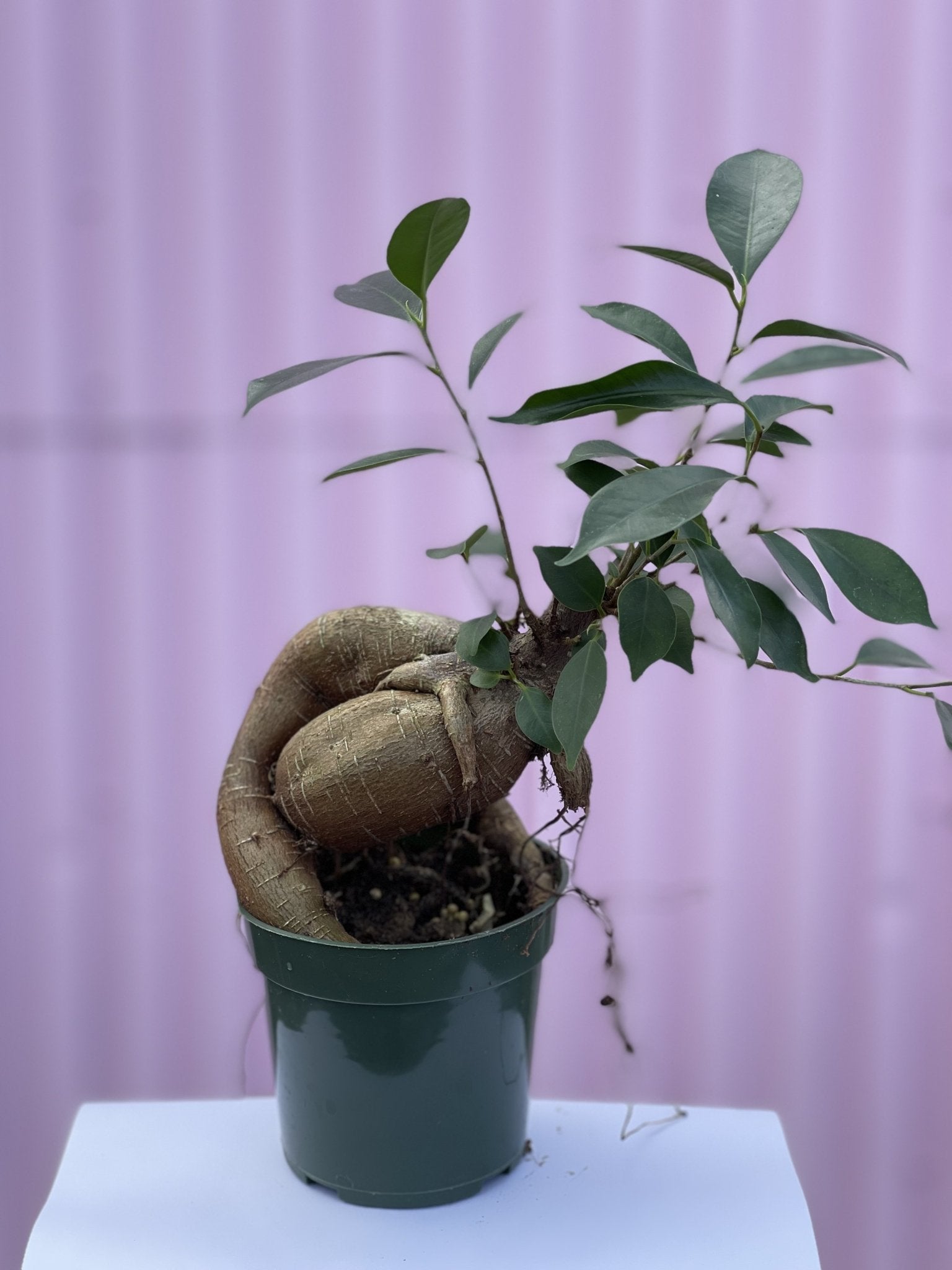 Ficus Microcarpa - tropical - Root-Ginseng-4 - Varnish + Vine - 1