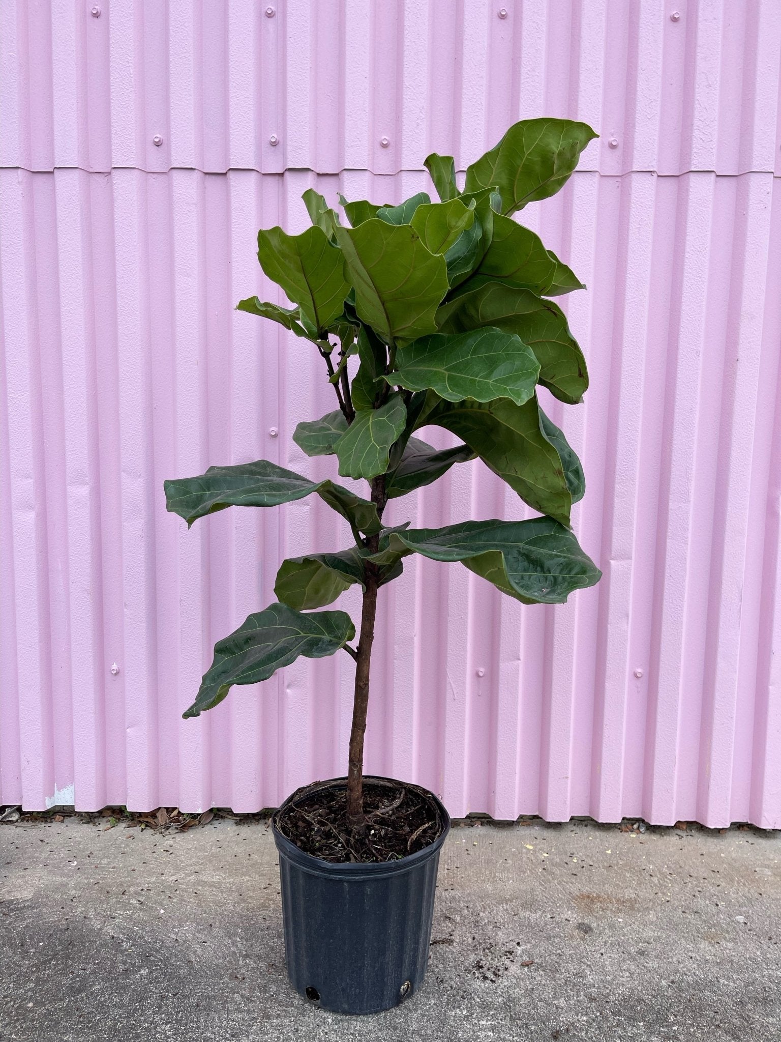 Fiddle Leaf Fig - tropical - root-fiddle-10XL - Varnish + Vine - 3