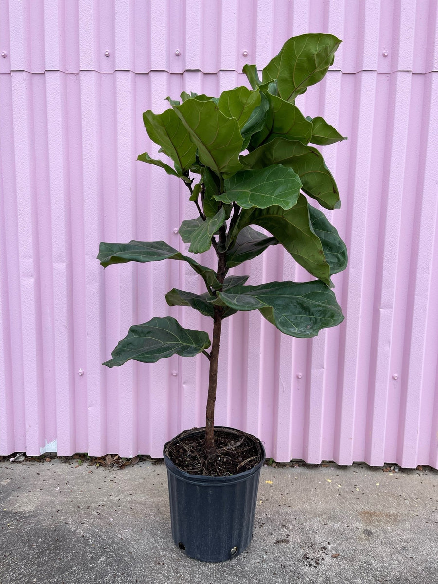 Fiddle Leaf Fig tropical Varnish + Vine