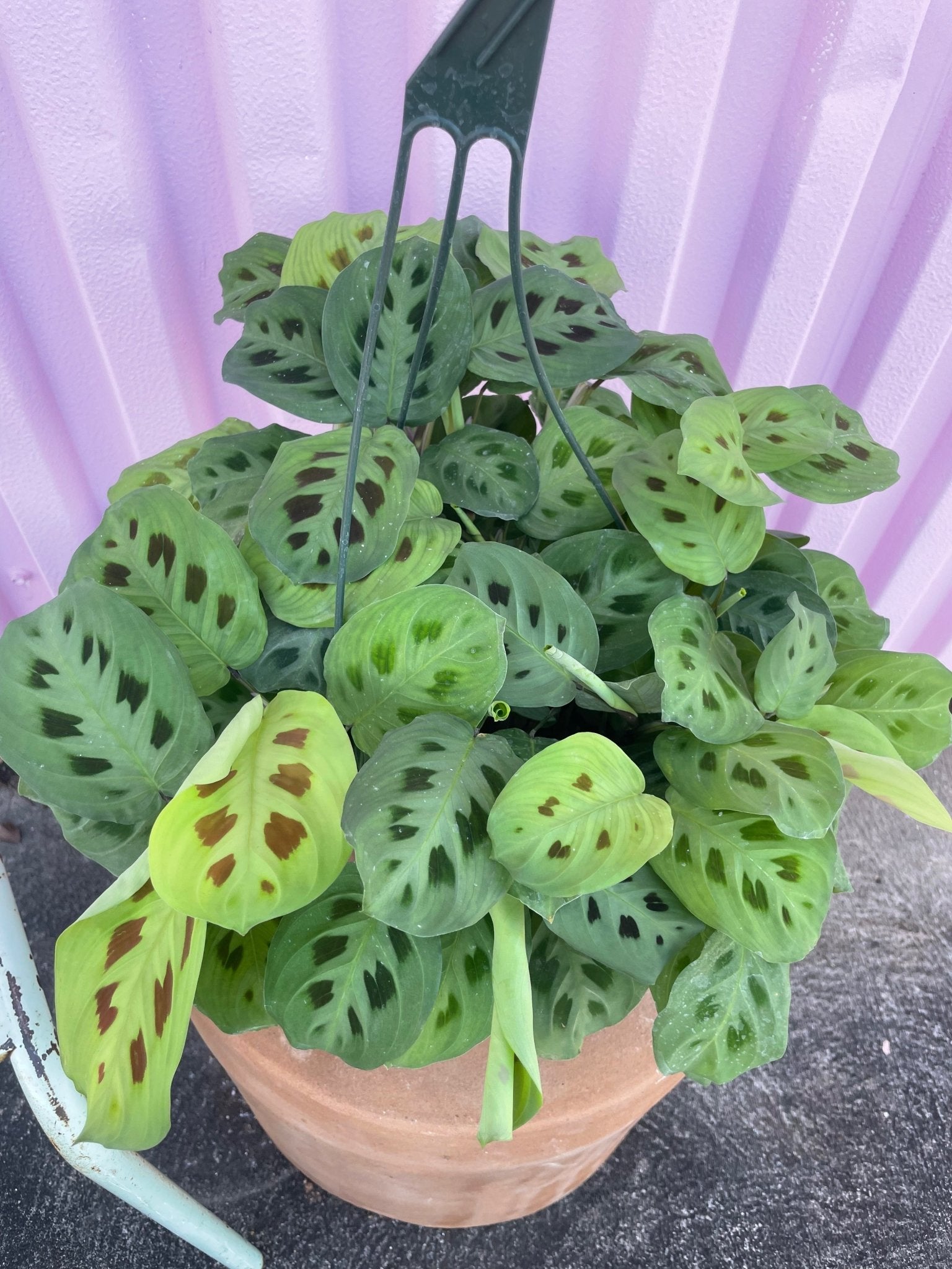 Green Maranta - tropical - Root-GMan-8 - Varnish + Vine - 3