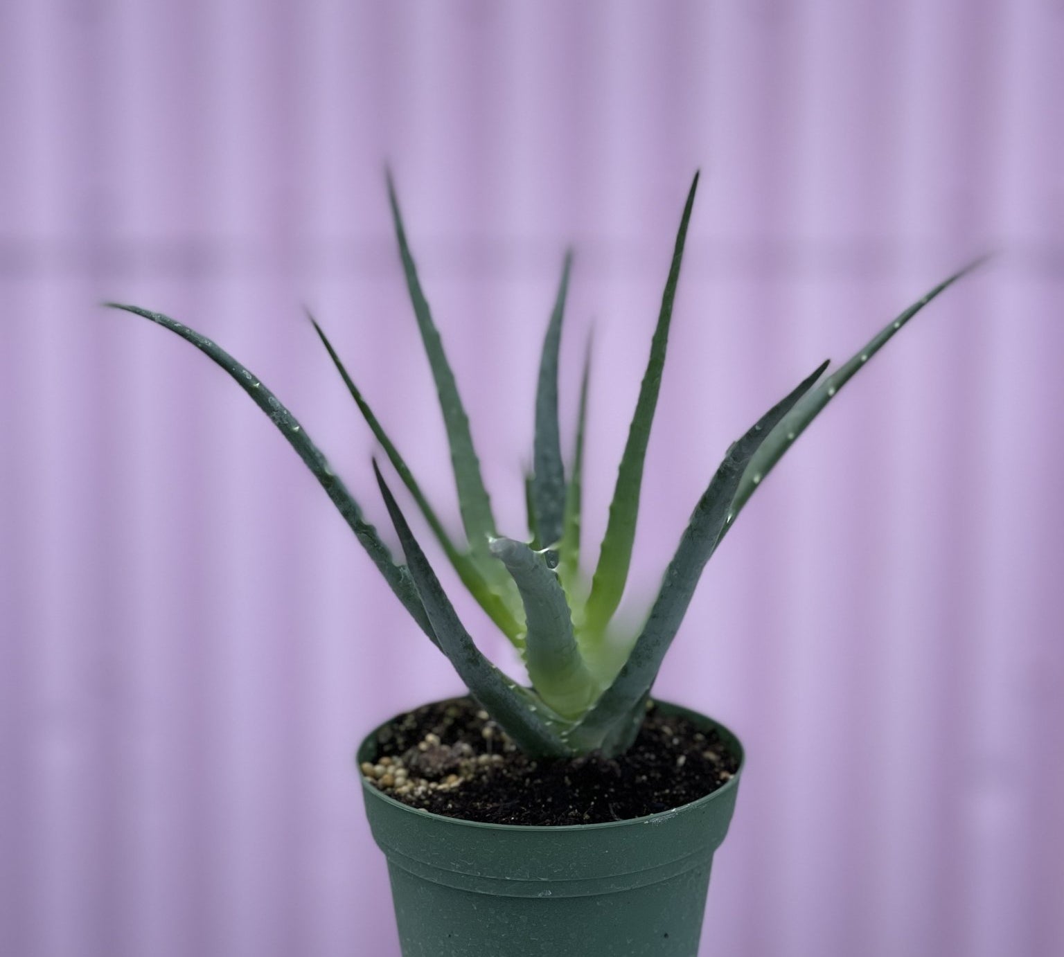 Hedgehog Aloe - cactus - Root-Aloe-4 - Varnish + Vine - 1